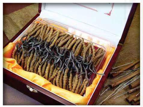 化隆冬虫夏草回收